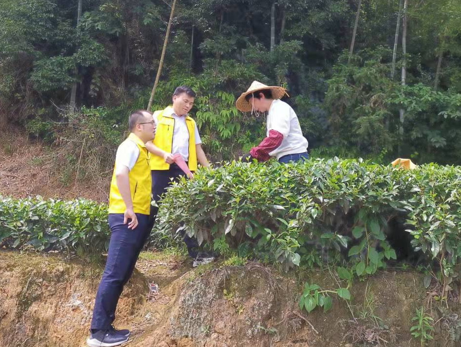 霞浦联社 金融助力茶叶变“茶业”