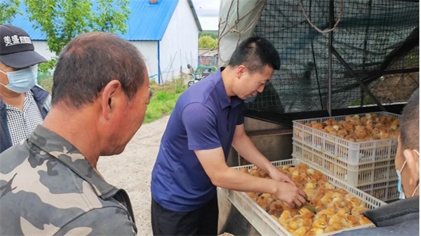 龙江农担：为村民发放鸡雏，助推“庭院经济”