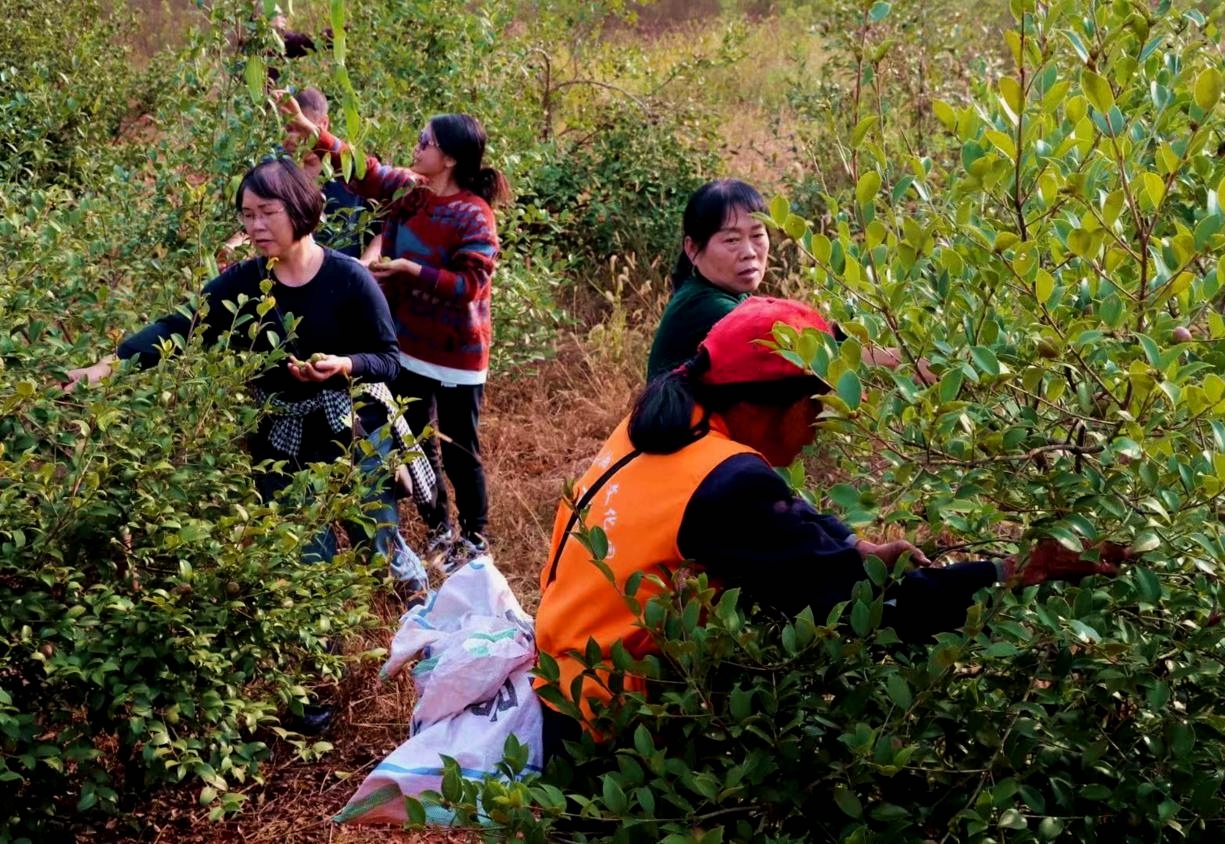 祁阳农商银行支持油茶产业获丰收