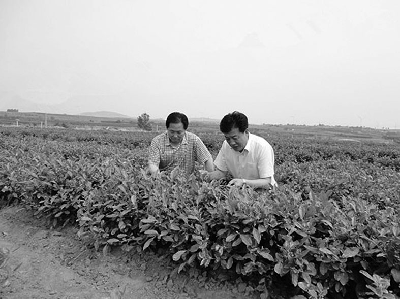 人间仙境茶飘香(图文)