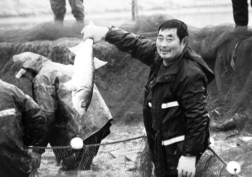 鱼儿丰收渔民乐
