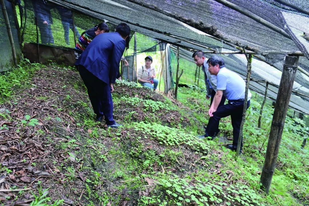 小康路上一个都不能掉队——云南农信社携手“直过民族” 共享现代金融服务