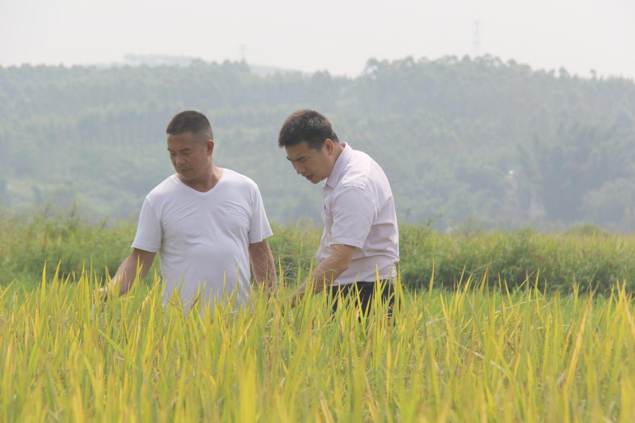 农行广西贺州八桂支行：支持特色农业发展