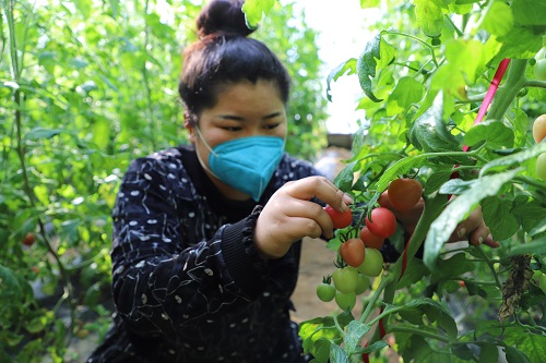 广灵县联社助力合作社打造“放心菜篮子”工程