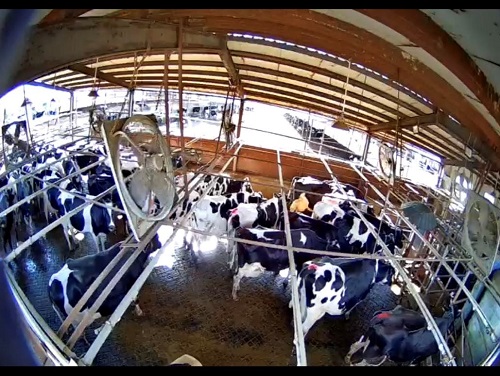 京东数科携手首农畜牧 以AI技术保障养殖业复工安全生产