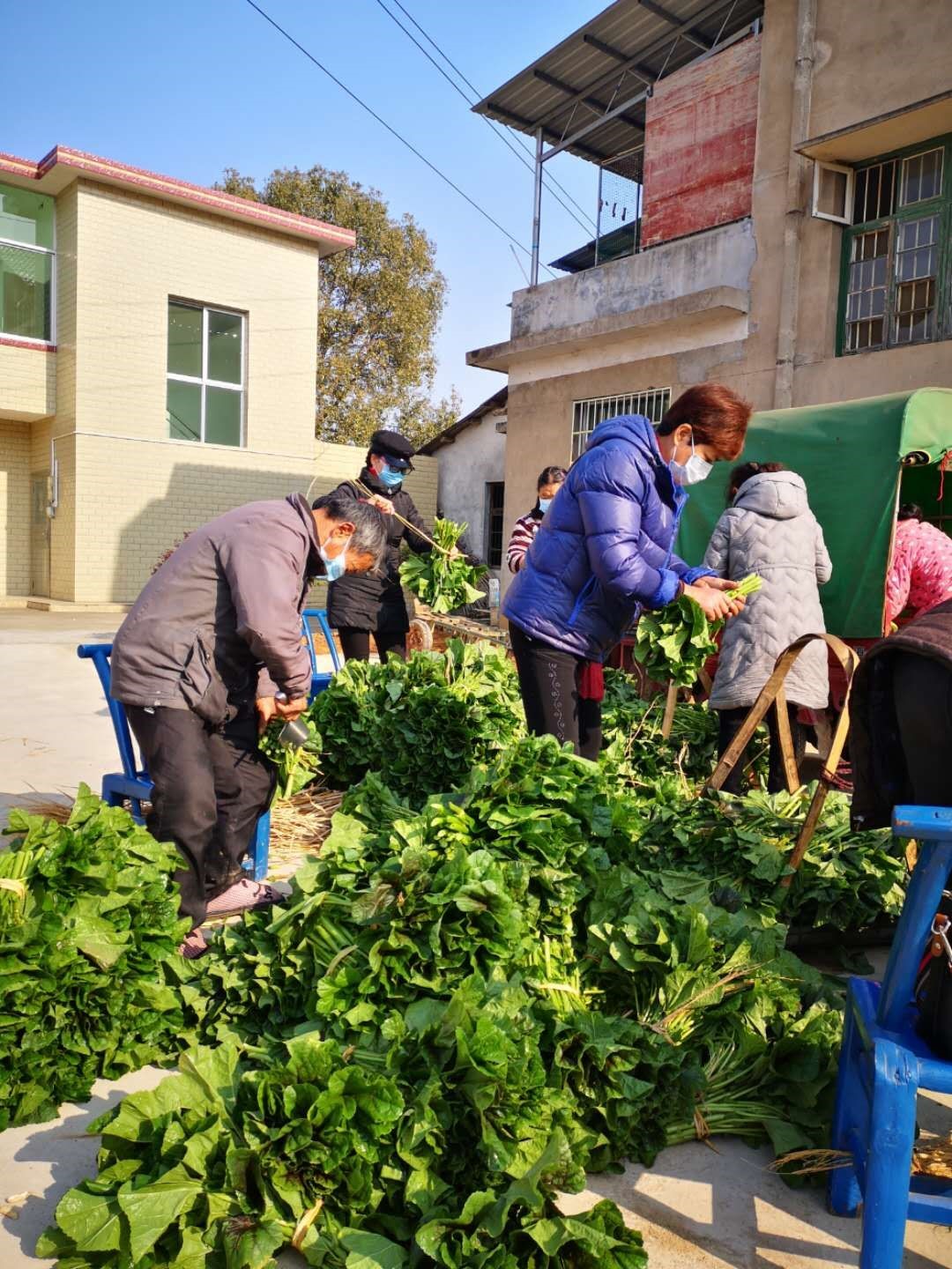 收购贫困户蔬菜，送给城区困难群众——株洲珠江农商银行开展免费送“爱心蔬菜”活动