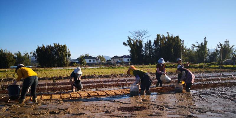 抗疫·信贷 | 农发行云南勐海县支行：一周内发放7000万元贷款保春耕助生产