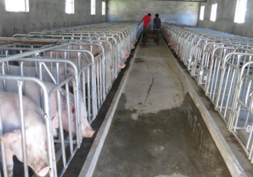 抗疫·信贷 | 保供稳价！农发行迪庆州分行发放500万元应急贷款支持生猪产业发展