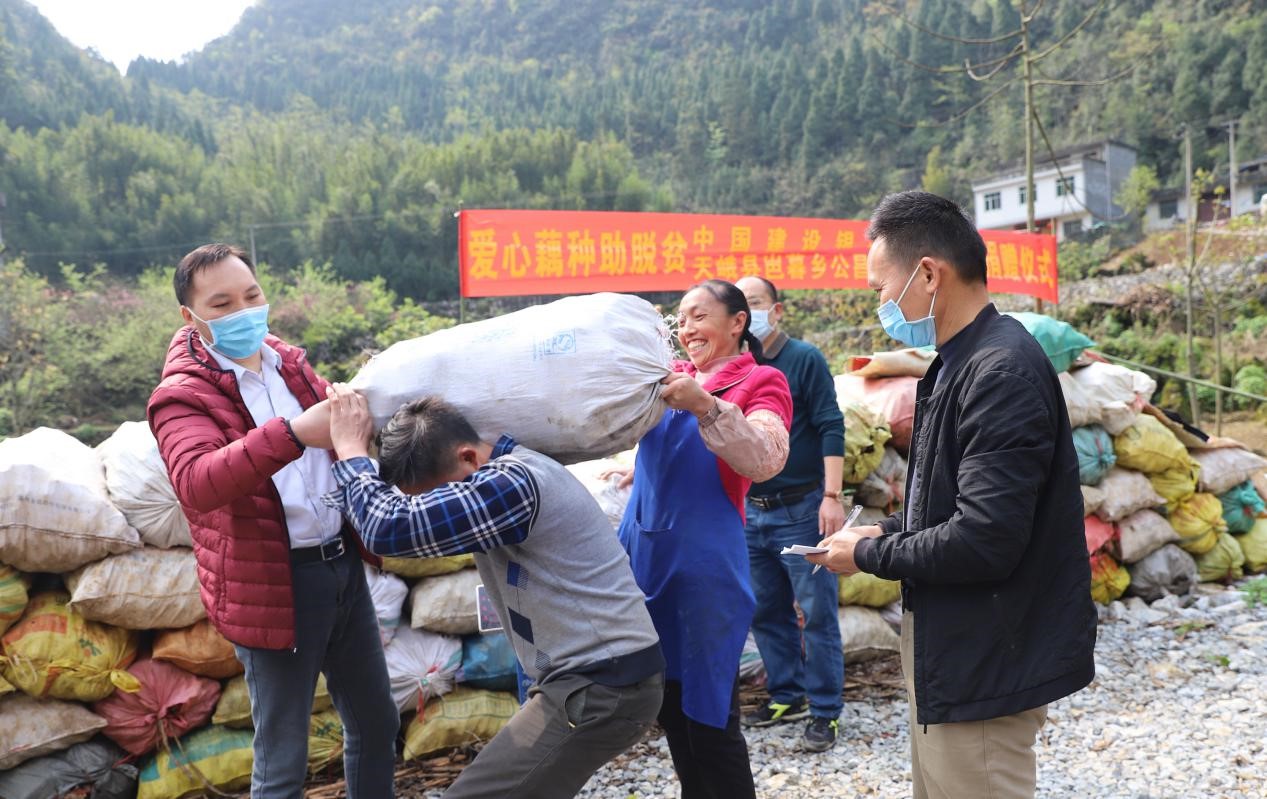 建行河池分行：爱心藕种助脱贫