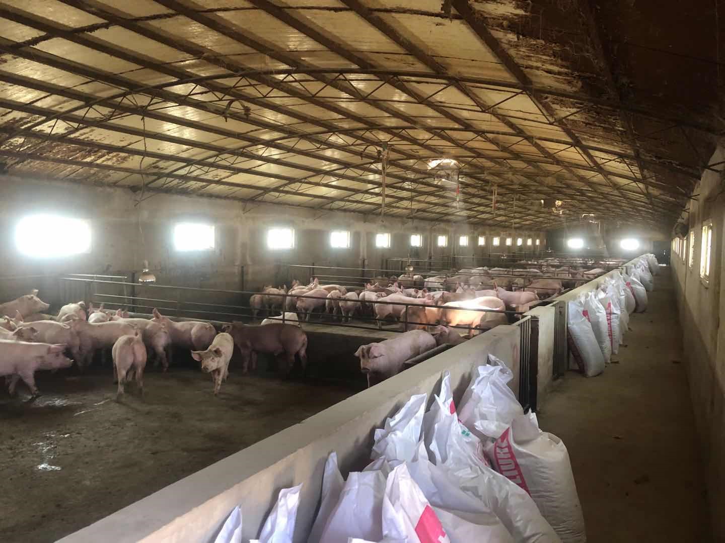 农发行临夏州分行4800万元贷款支持生猪产业发展