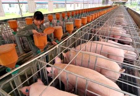 农发行大庆市分行3亿元授信保障生猪生产