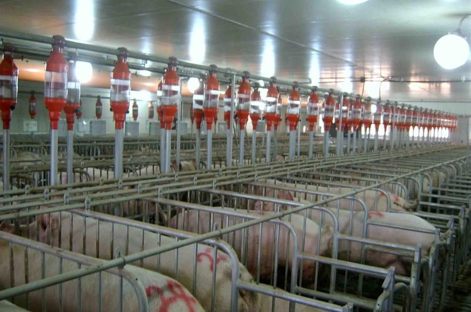 提升站位 创新产品 树立品牌 农发行江苏省分行提前完成总行生猪贷款任务