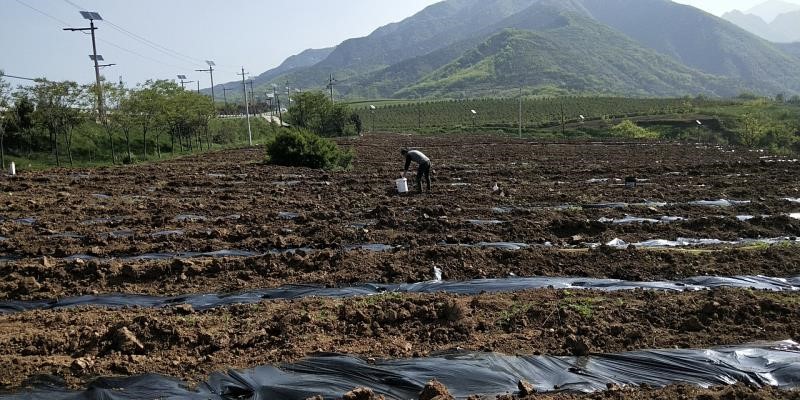 龙头带 百村兴——农发行陕西省分行聚焦精准扶贫助力蓝田百村产业提升