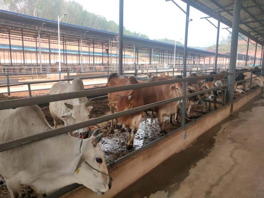 农发行勐腊县支行：支持跨境肉牛疫病区域化管理试点项目建设
