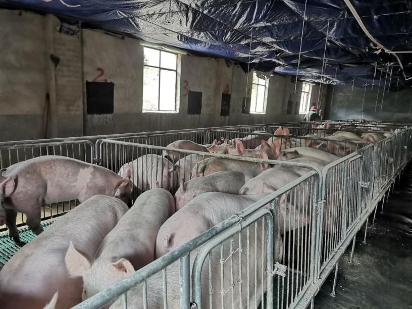 维西哈达农庄生猪养殖厂