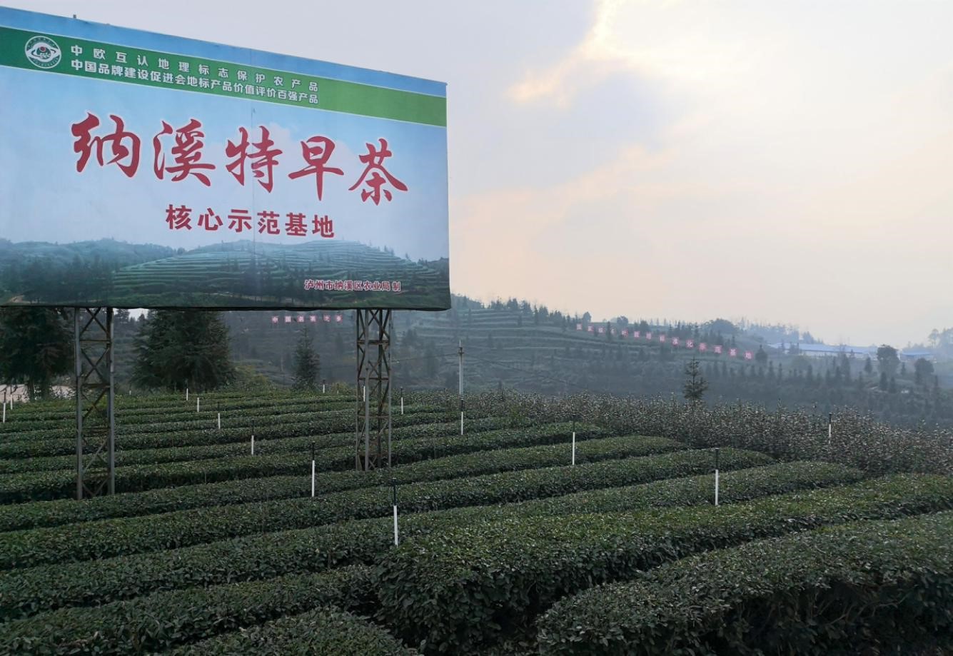 四川瀚源有机茶业种植基地