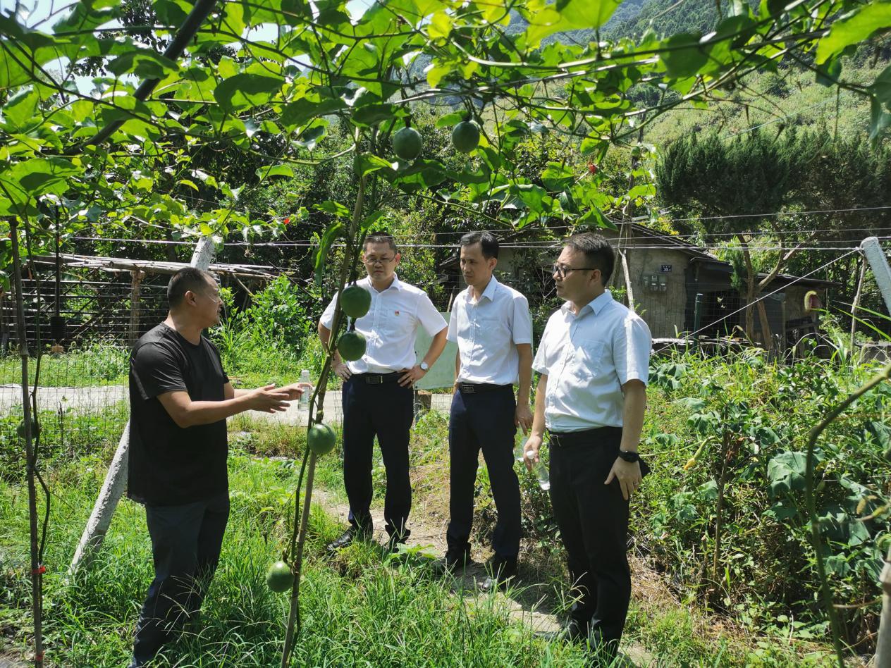 中国人寿宁德分公司： 三夏扶贫到田间