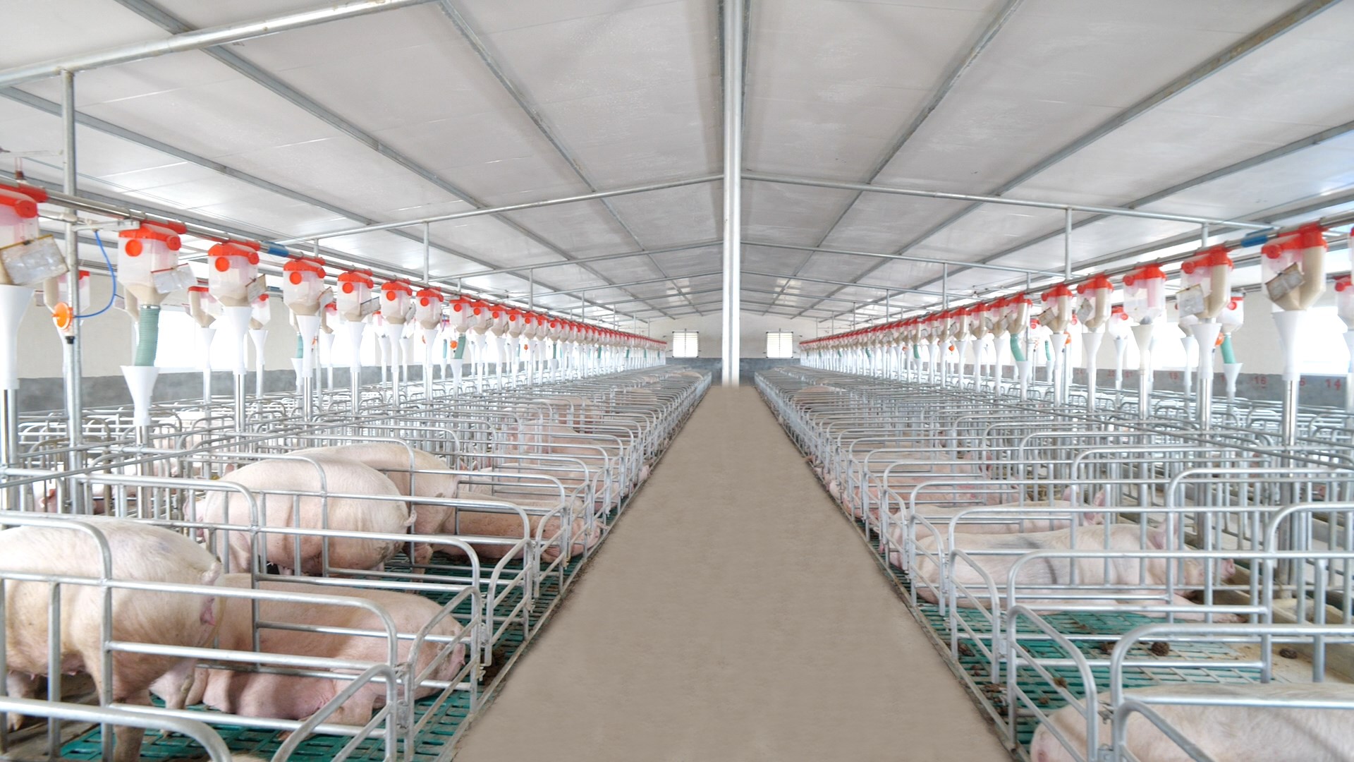 聚焦生猪产能恢复 保障猪肉市场供应——农发行陕西省分行16.7亿元支持生猪产业发展