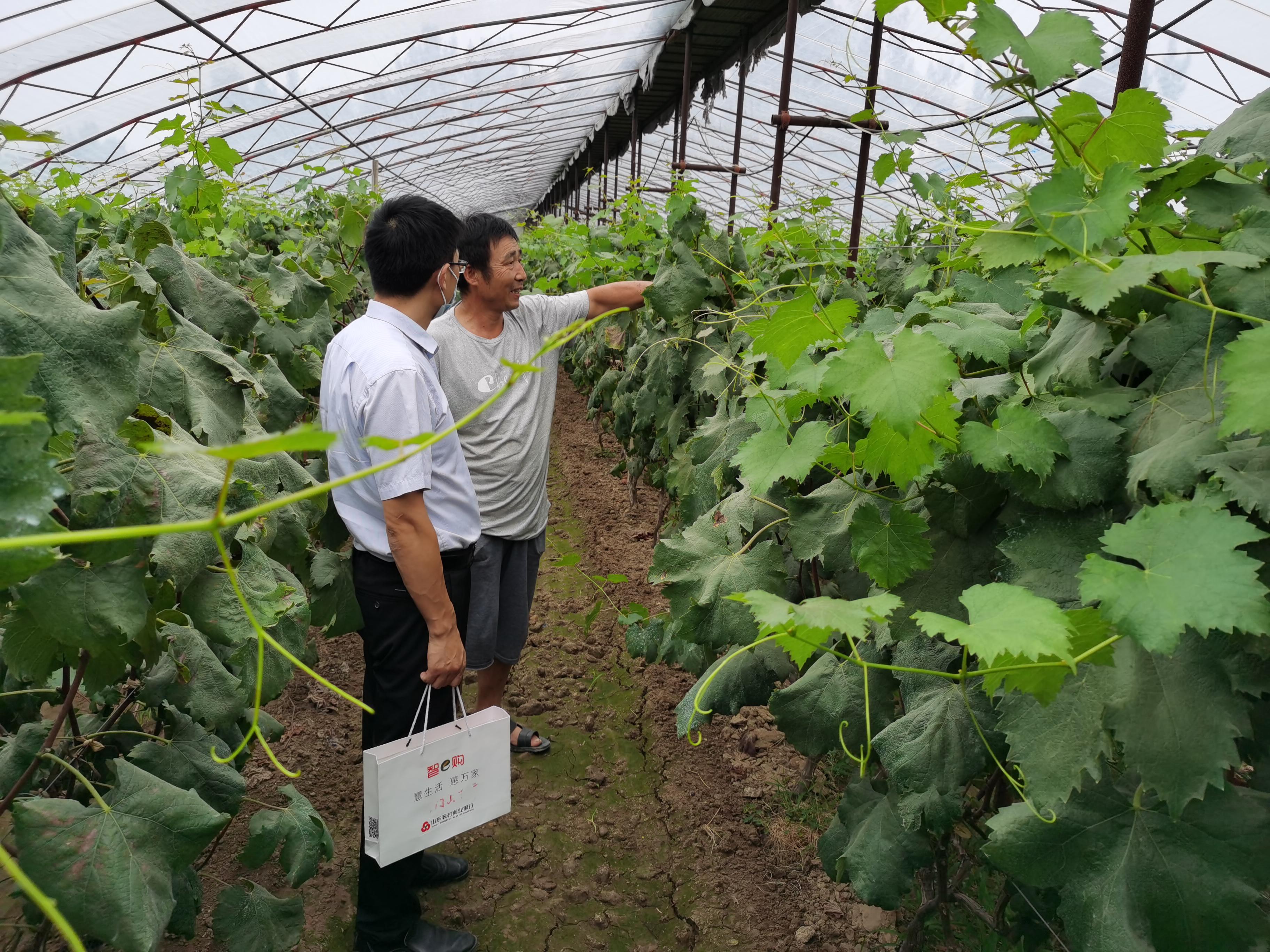 曲阜农商银行 金融活水浇沃土 乡村振兴结硕果