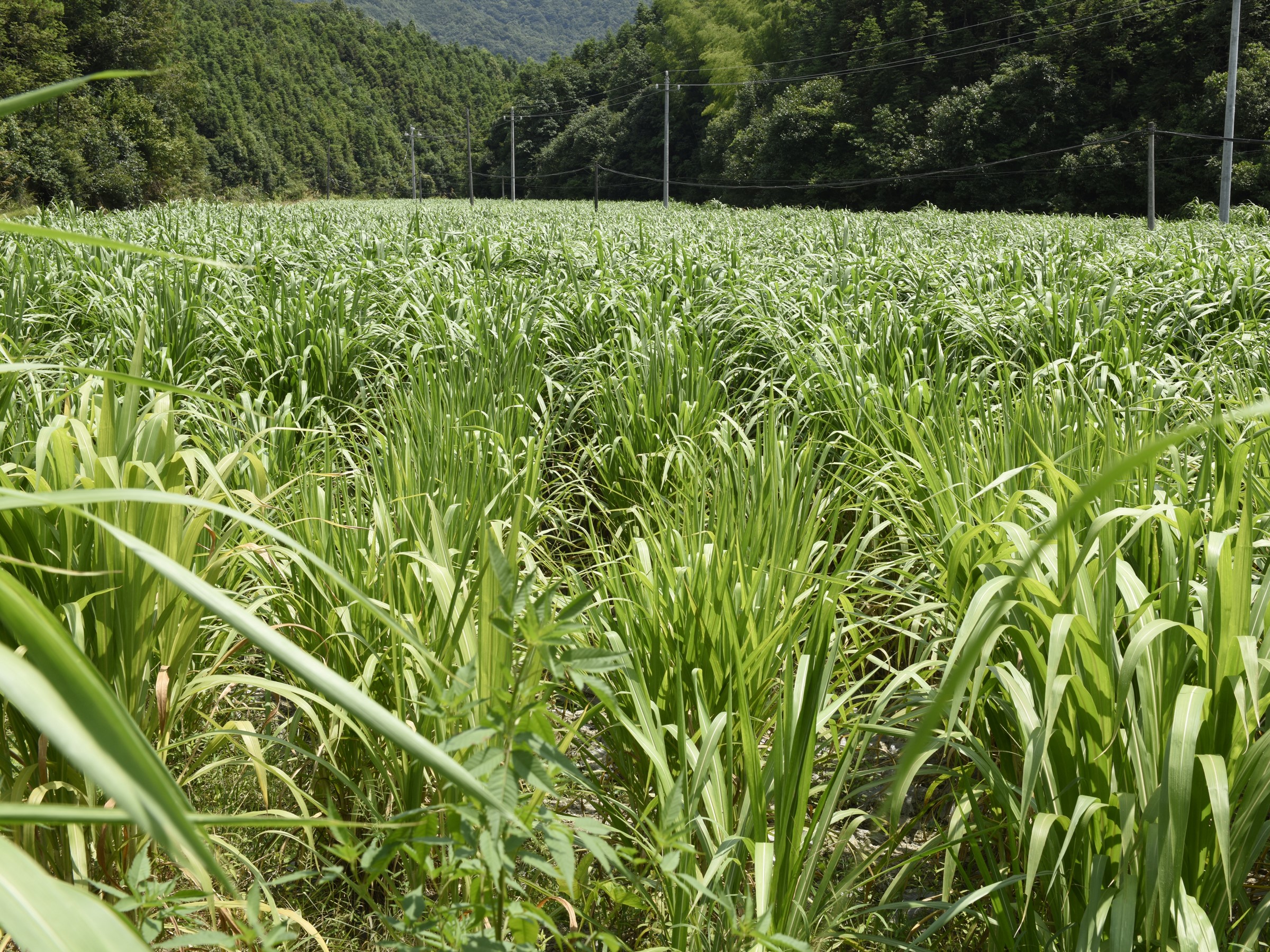 南丰农商银行助力村民实现养殖菜牛心愿