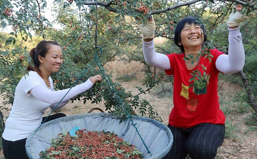 夏县农商银行支持花椒生产