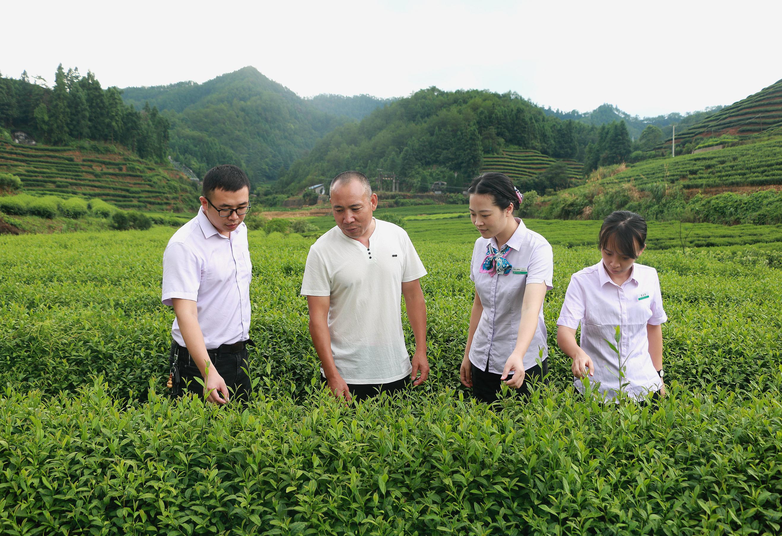 农行武夷山支行：助推武夷岩茶稳健发展