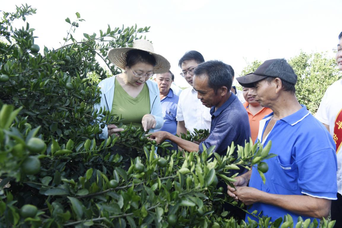 南丰农商银行邀请农技专家为贫困村民传授蜜桔管理技术