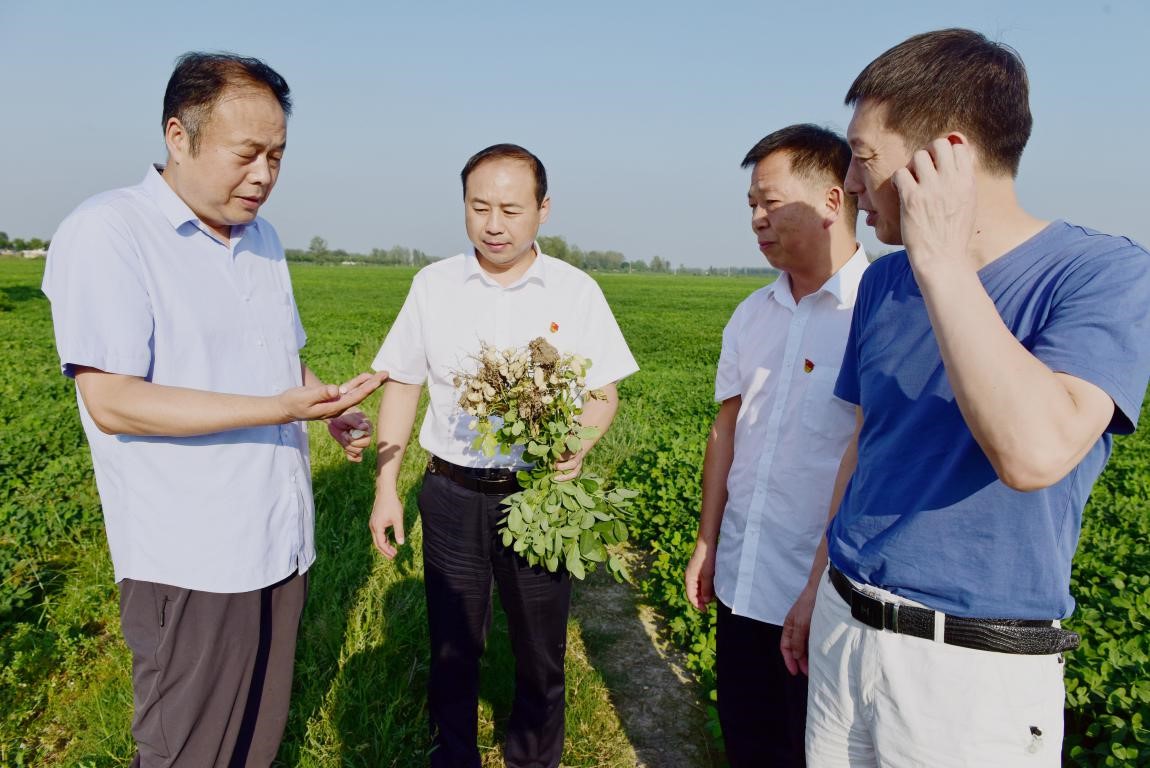 正阳农商银行支持花生特色产业撬开“脱贫之门”