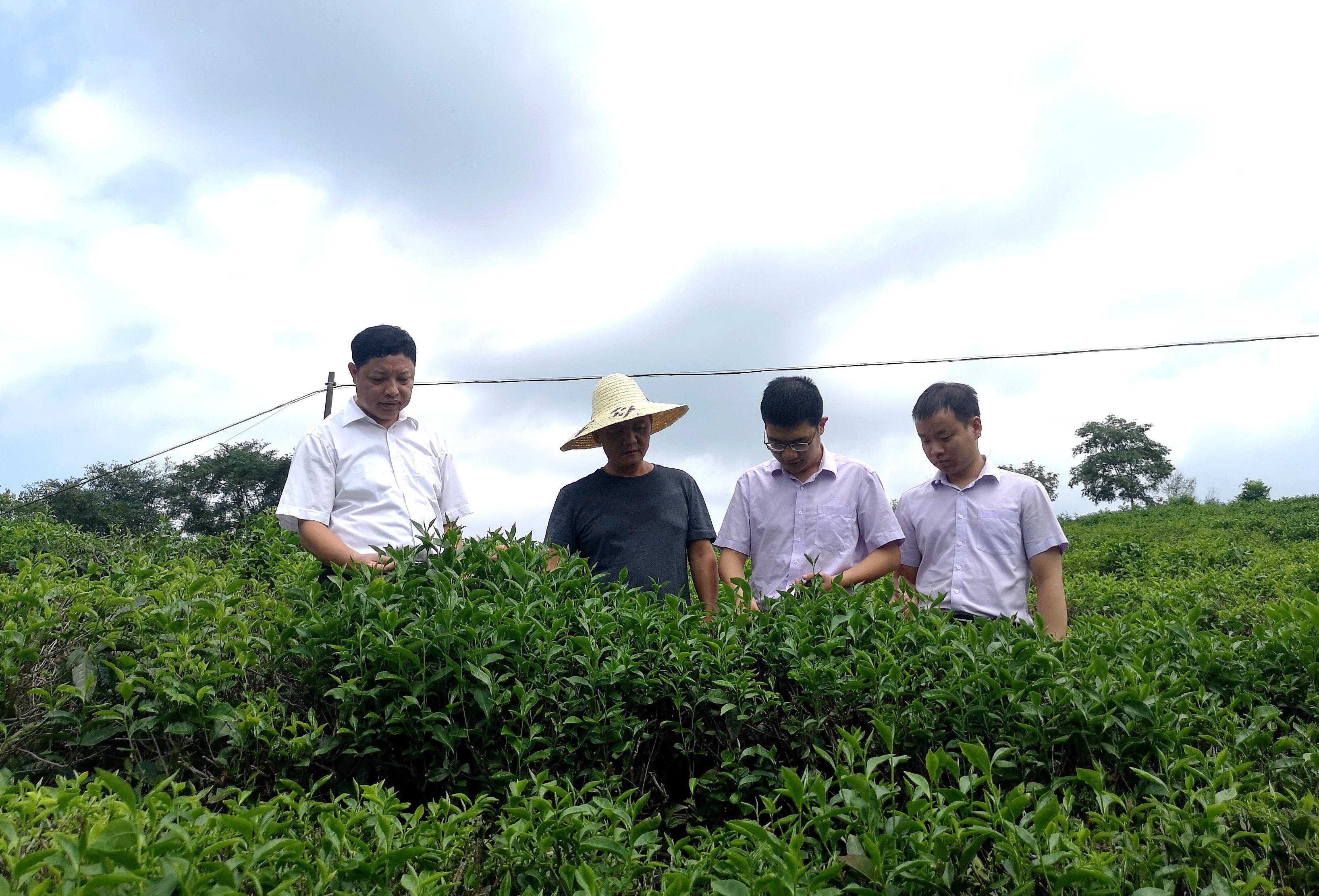 绿意满山茶飘香 活水灌溉致富花——农行南平分行支持政和白茶产业发展小记