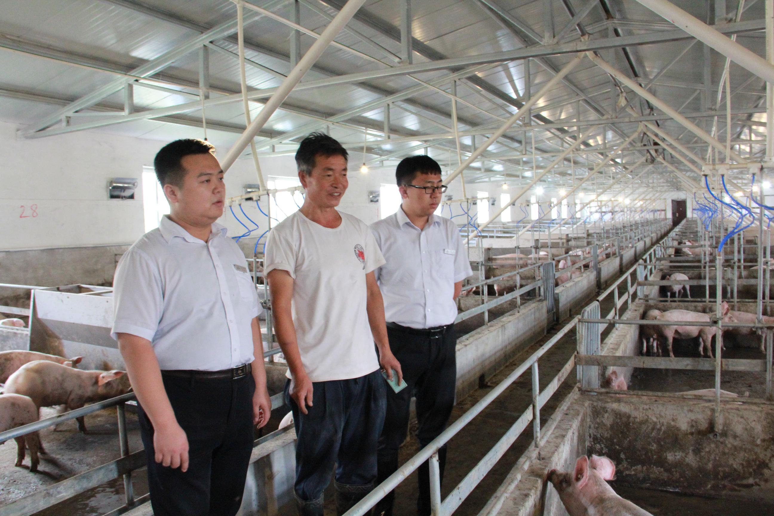 广灵县联社：倾力支持县域生猪养殖