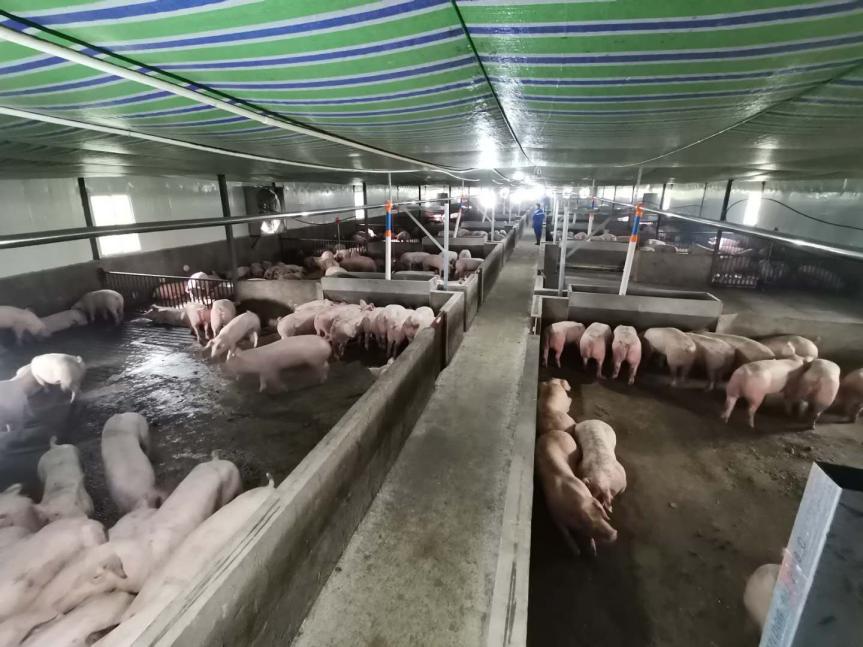 农发行通江县支行：投放2450万元贷款支持生猪生产