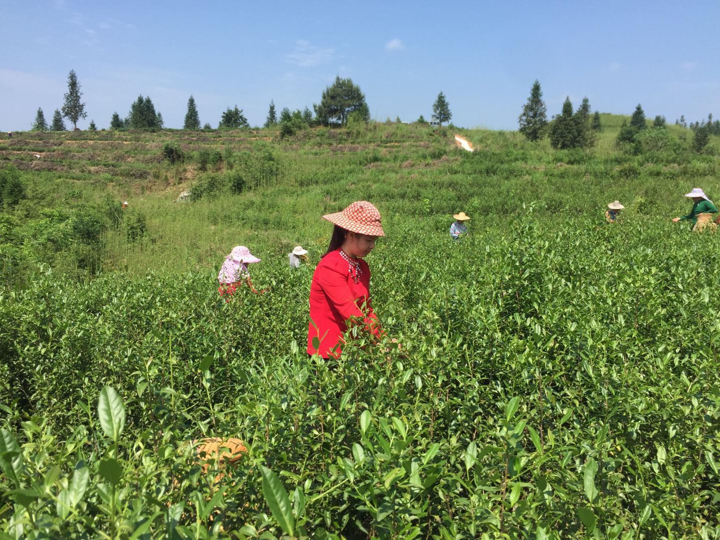 农发行宁化县支行： 浇灌特色贡茶产业兴旺之花