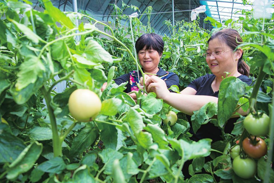 莱芜农商银行：为田地“蔬菜超市”精准输血