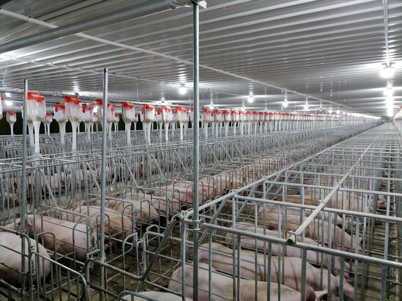 农发行成都市西郊支行：1.25亿元贷款支持的种猪场建成投产