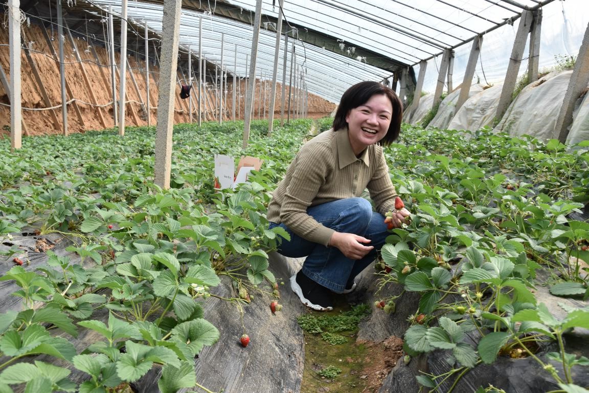农发行洛阳汝阳县支行开展“三八”妇女节摘草莓活动