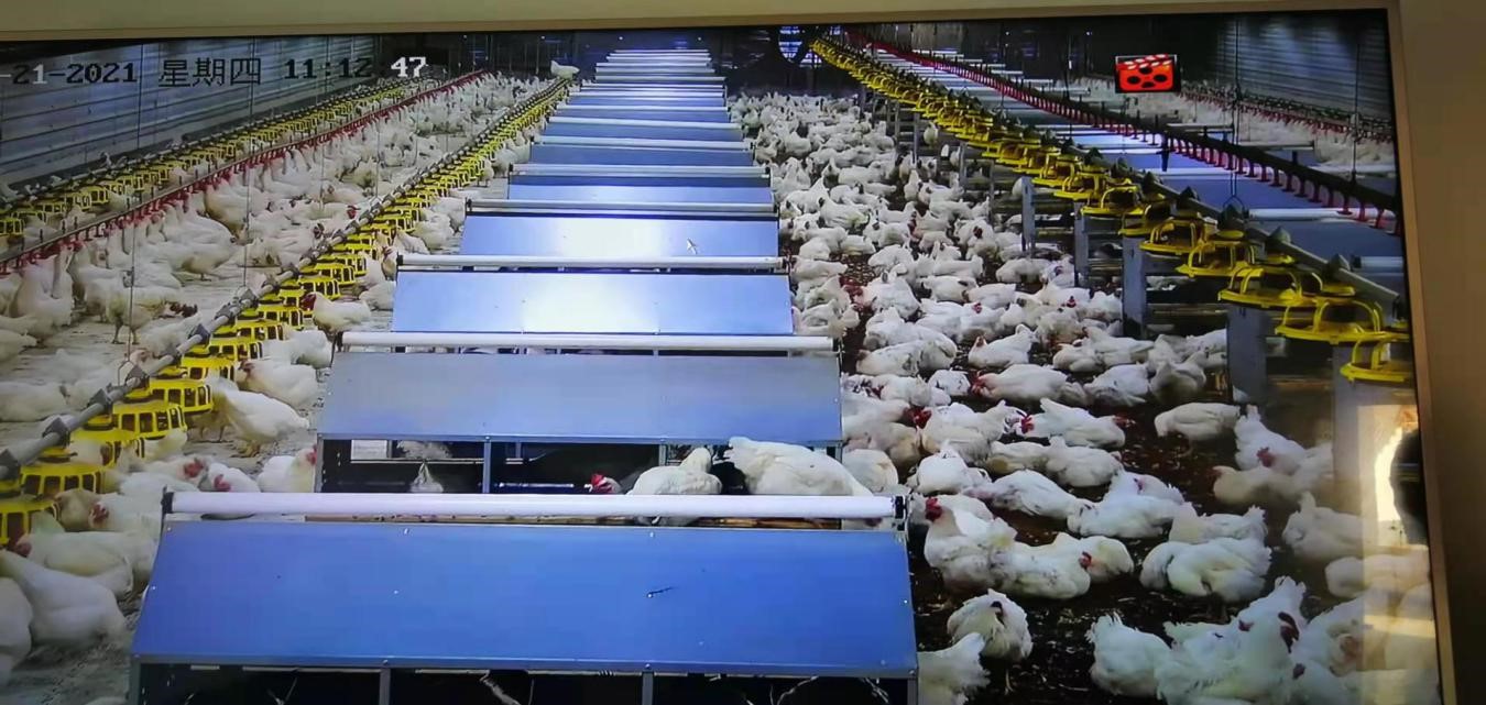 农发行庆阳市分行投放2亿元产业扶贫贷款 助力白羽肉鸡全产业链发展