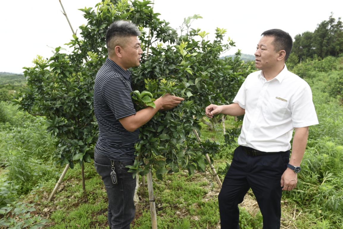 南丰农商银行 助村民改良桔树増加收入