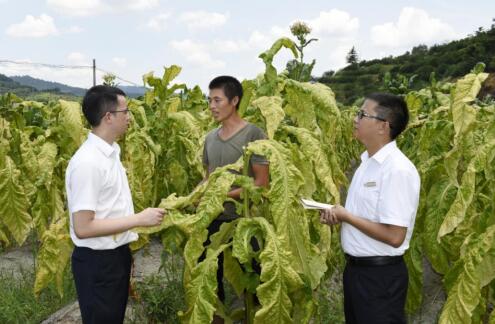 南丰农商银行 扶持村民发展种植业増收