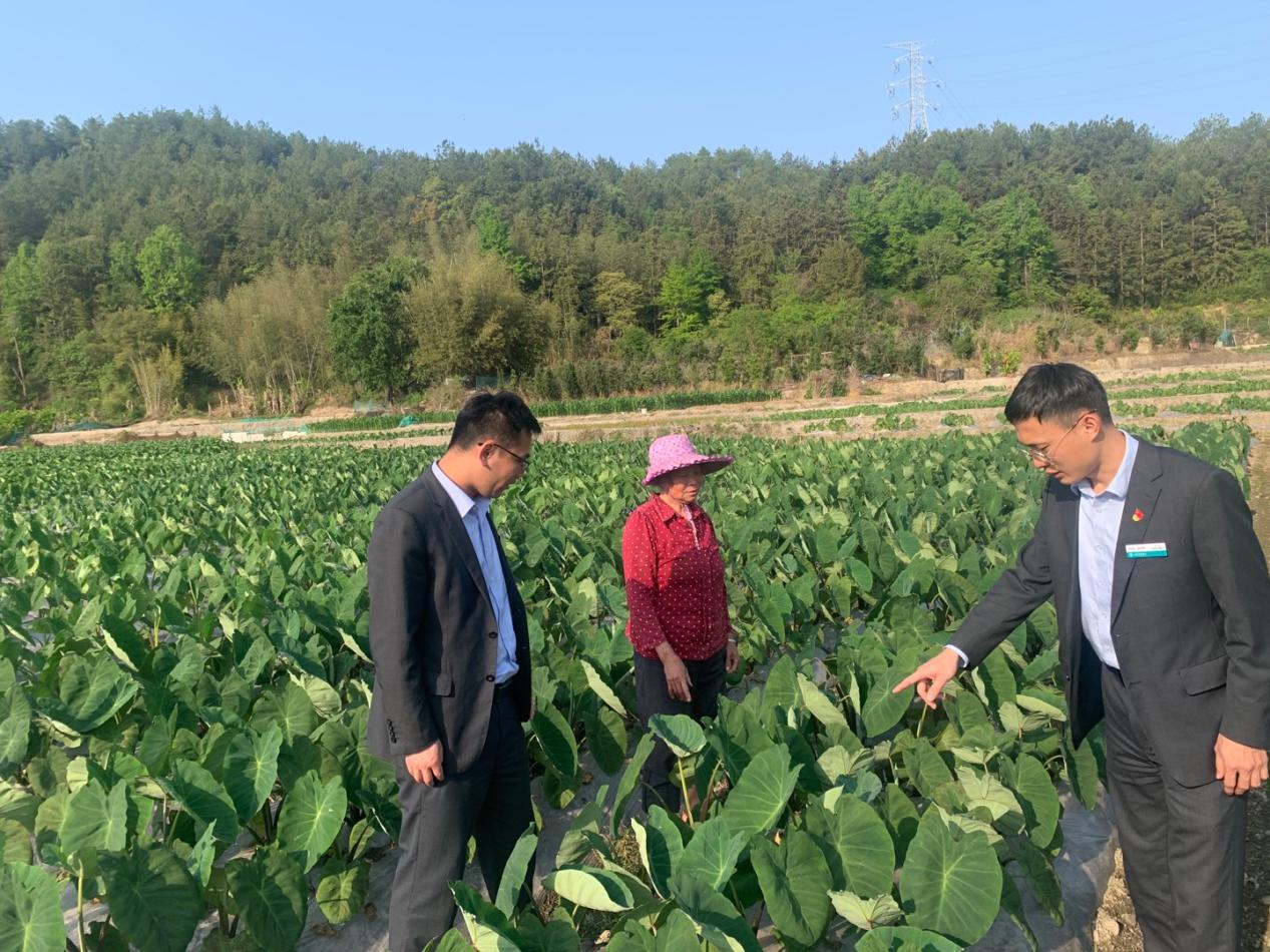 农行福建龙岩分行: 托起“红色交通线”的致富梦