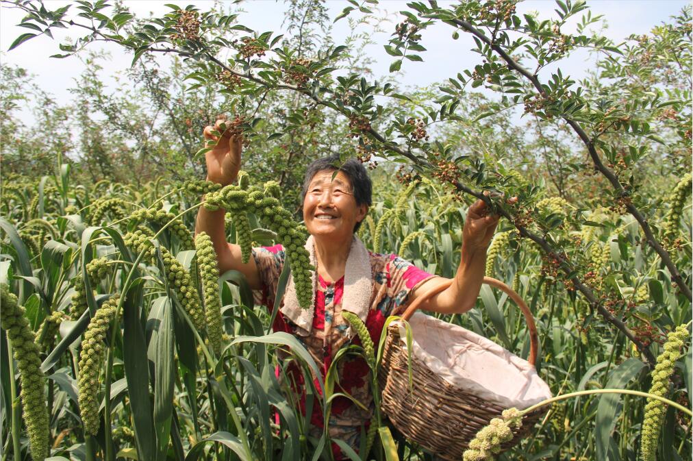 夏县农商银行 1.8亿元支持山区农民调整种植结构