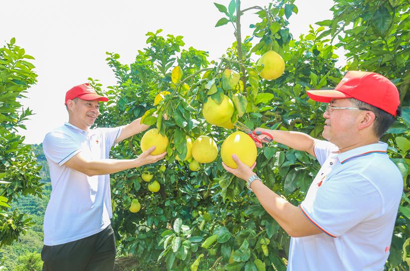 邮储银行梅州市分行：组建志愿者队伍 为柚农办实事