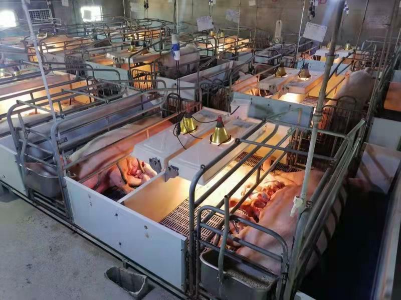 农发行黄陂区支行 支持生猪产业发展