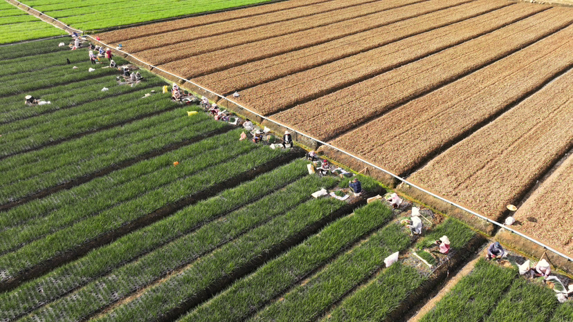 陆良农商银行信贷支持的蔬菜产业基地 陆良农商银行供图