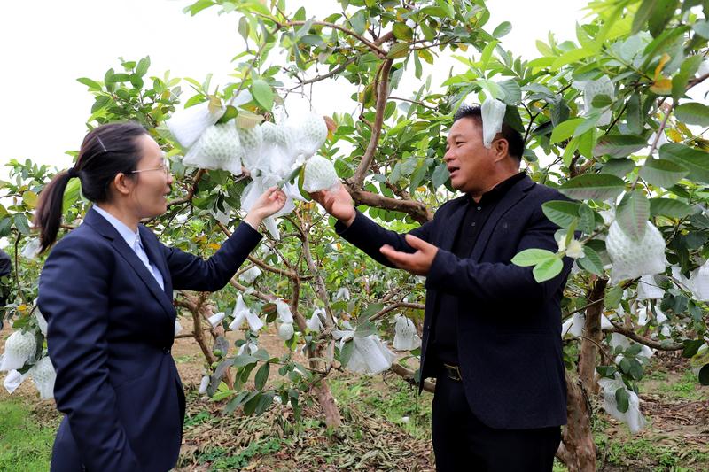 支行客户经理走进果园了解农户生产情况 农行浦北县支行供图
