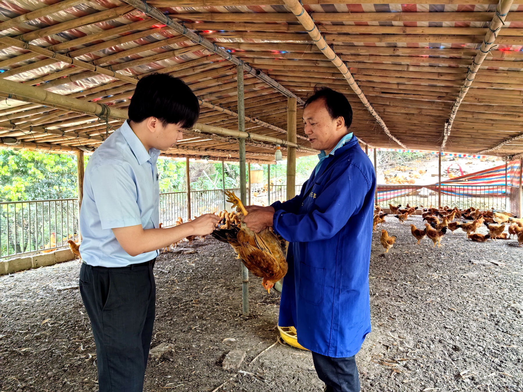 农行客户经理了解农户饲养肉鸡情况 (黄香梅 摄)