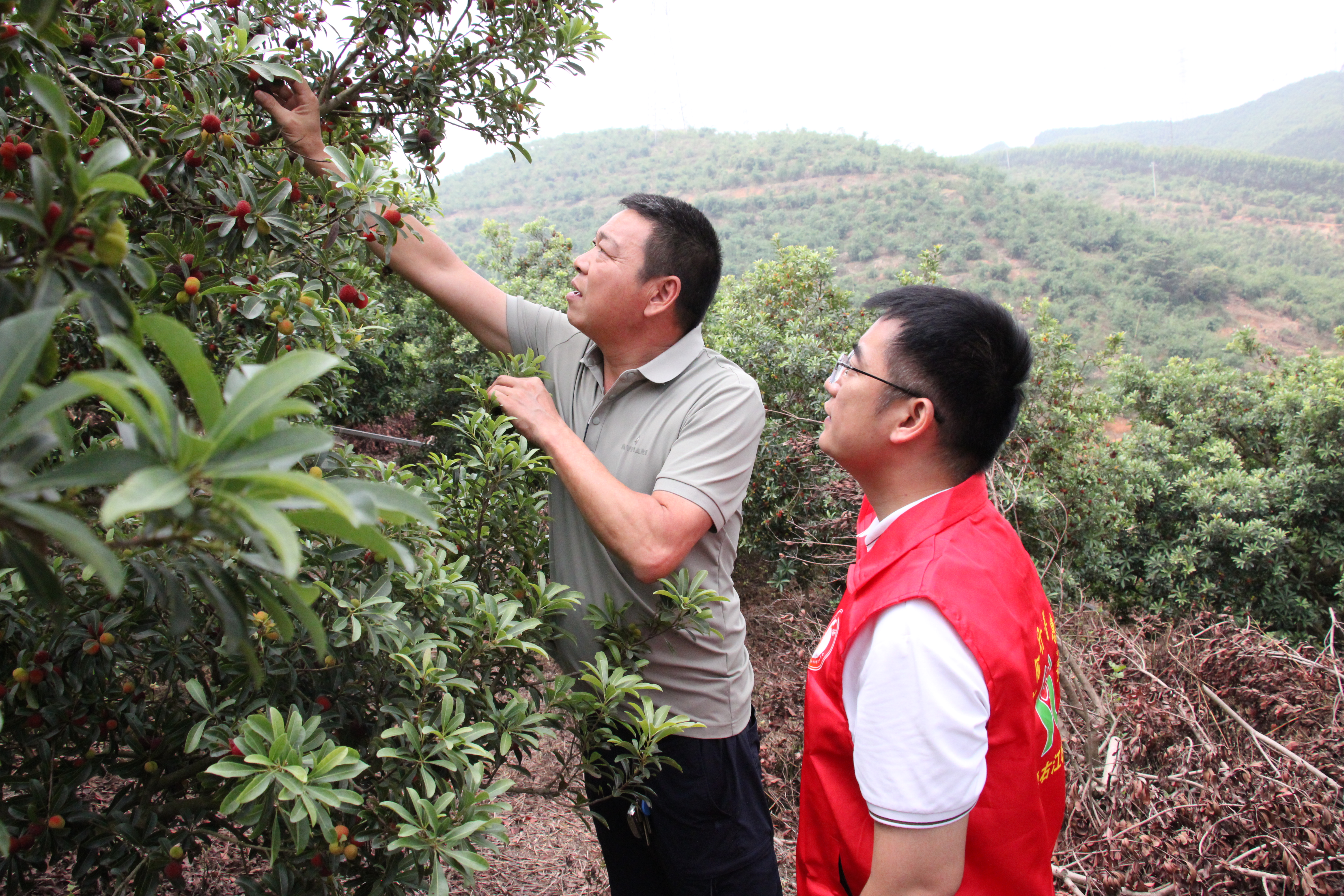 金融专员走进杨梅种植基地,实地查看杨梅挂果长势 (韦安源 摄)