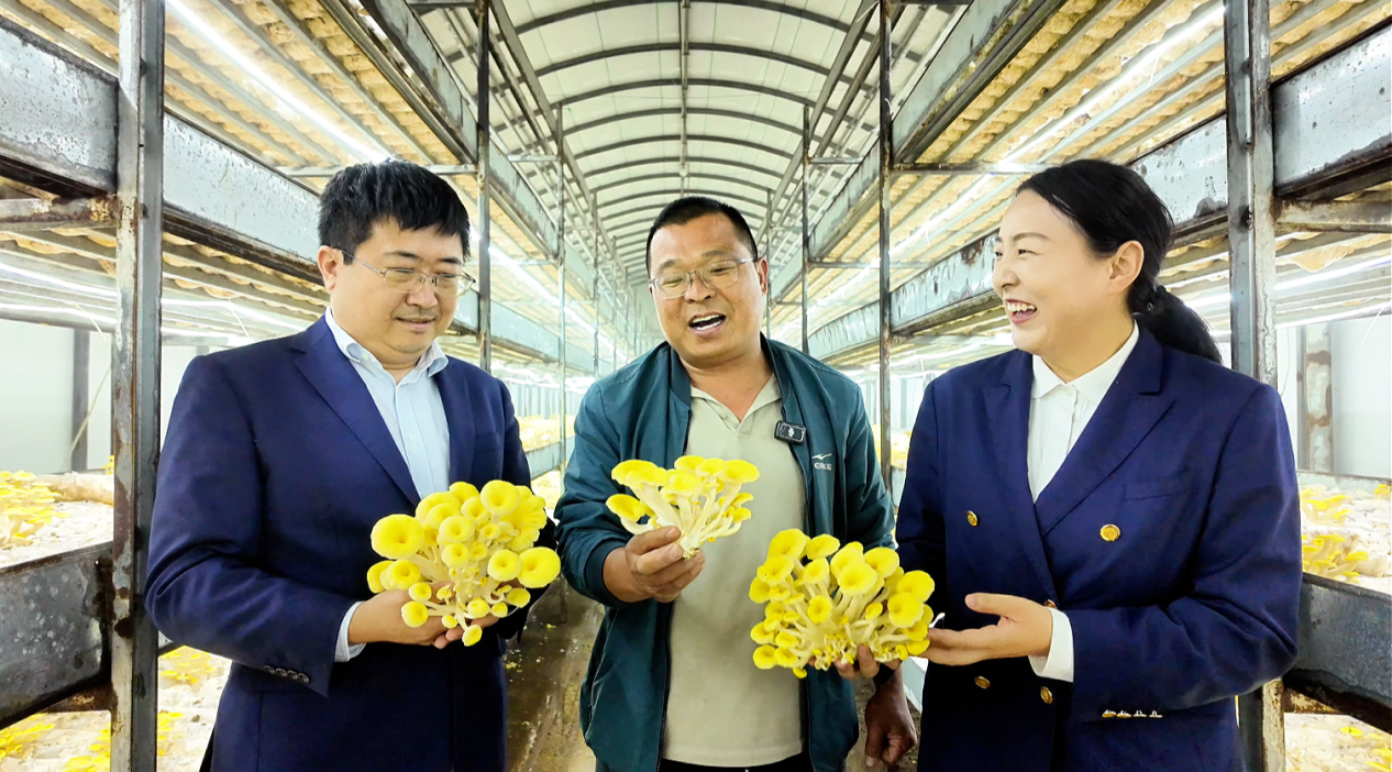 银行工作人员深入种植大棚,查看榆黄菇长势 河南农商银行清丰支行供图 配图2