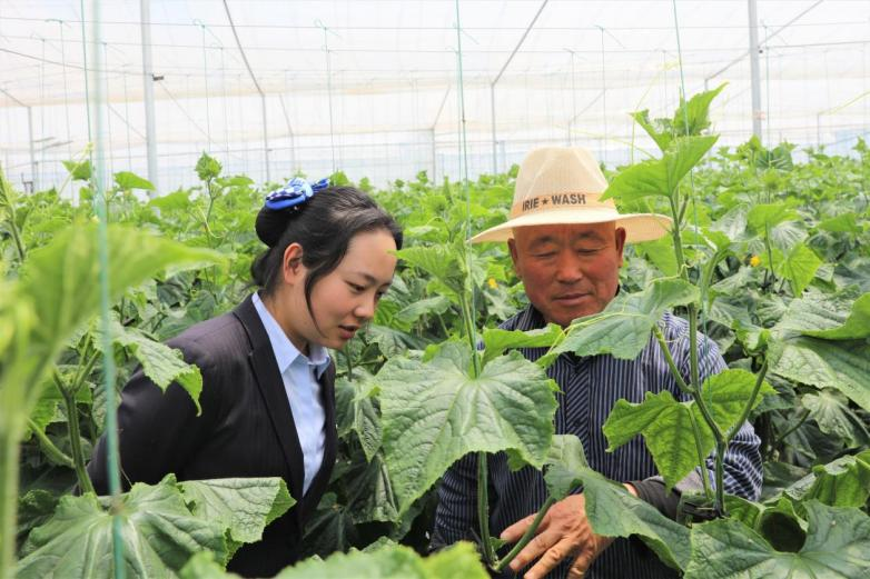 满海立(右一)在为建行弥渡支行客户经理王艳霞介绍如何给黄瓜吊藤 建行大理分行供图
