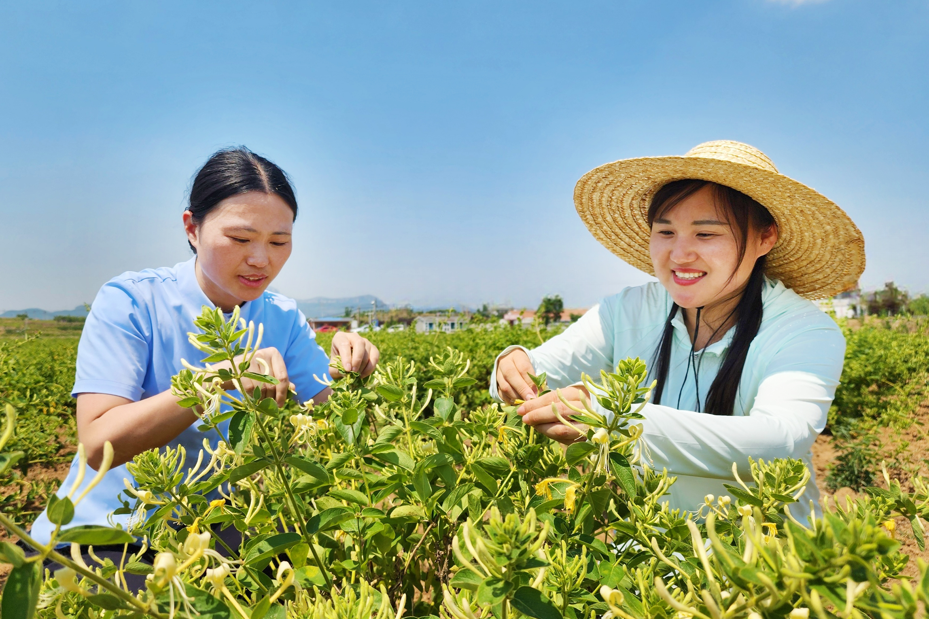 平邑农商银行员工与农户一起采摘金银花 平邑农商银行供图