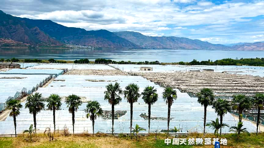 永胜县天然螺旋藻养殖基地 人民银行丽江市分行供图